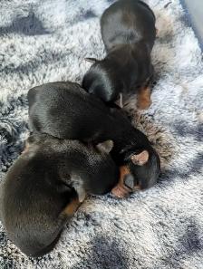 Yorkie puppies - Photo 4