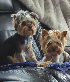 Yorkie puppies - Photo 5