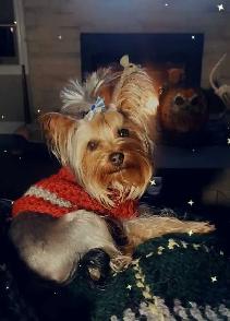 Yorkie puppies - Photo 6