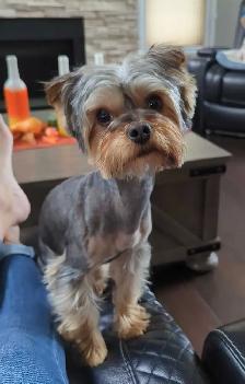 Yorkie puppies - Photo 7
