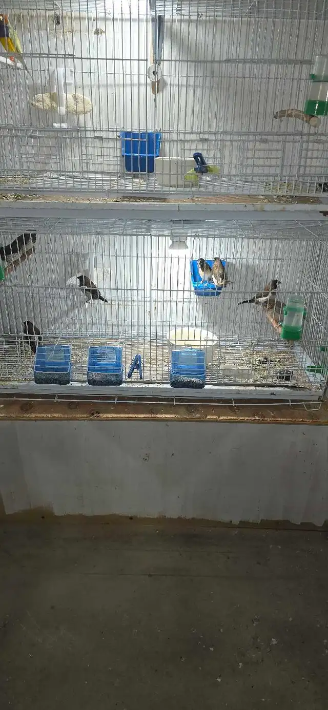 bird pet