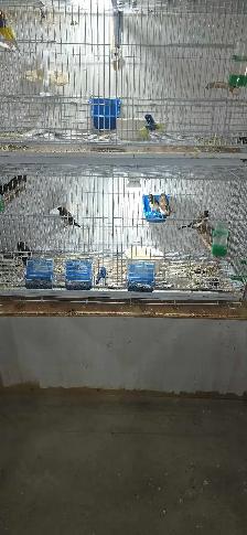 bird pet