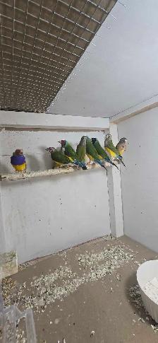 bird pet - Photo 2