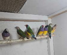 bird pet - Photo 3