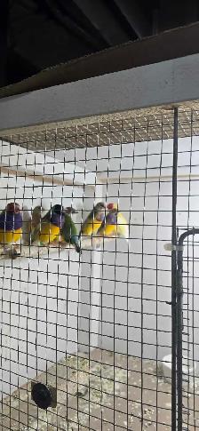 bird pet - Photo 4