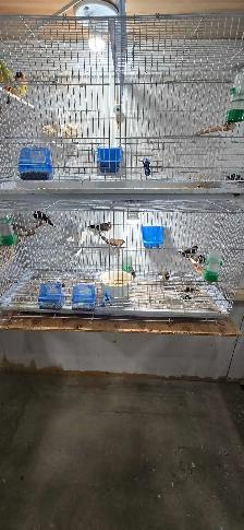 bird pet - Photo 5