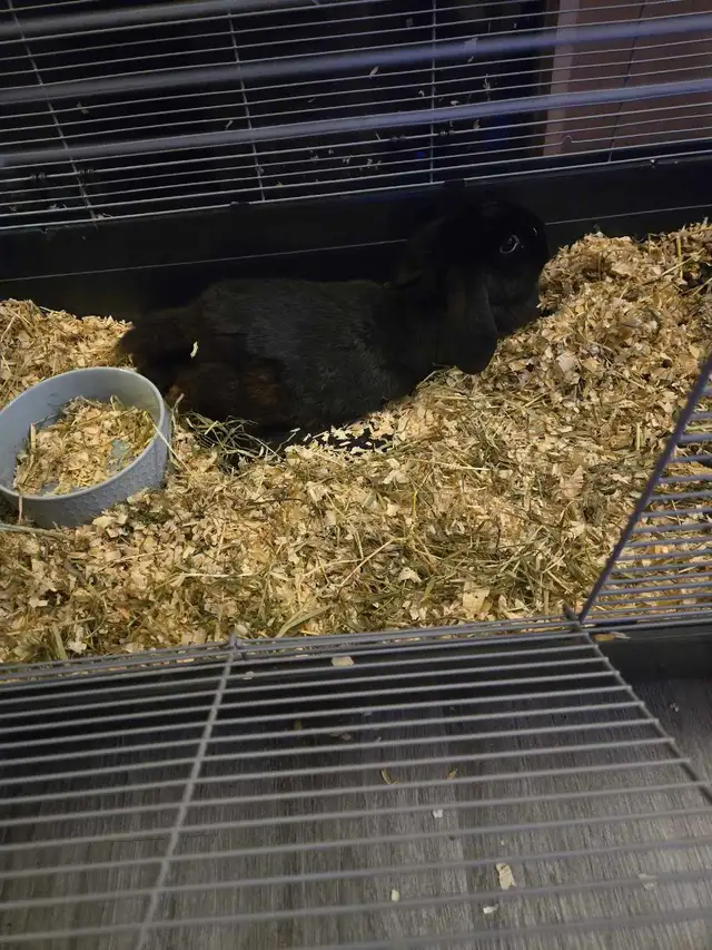 Free Female Bunny