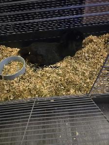 Free female bunny