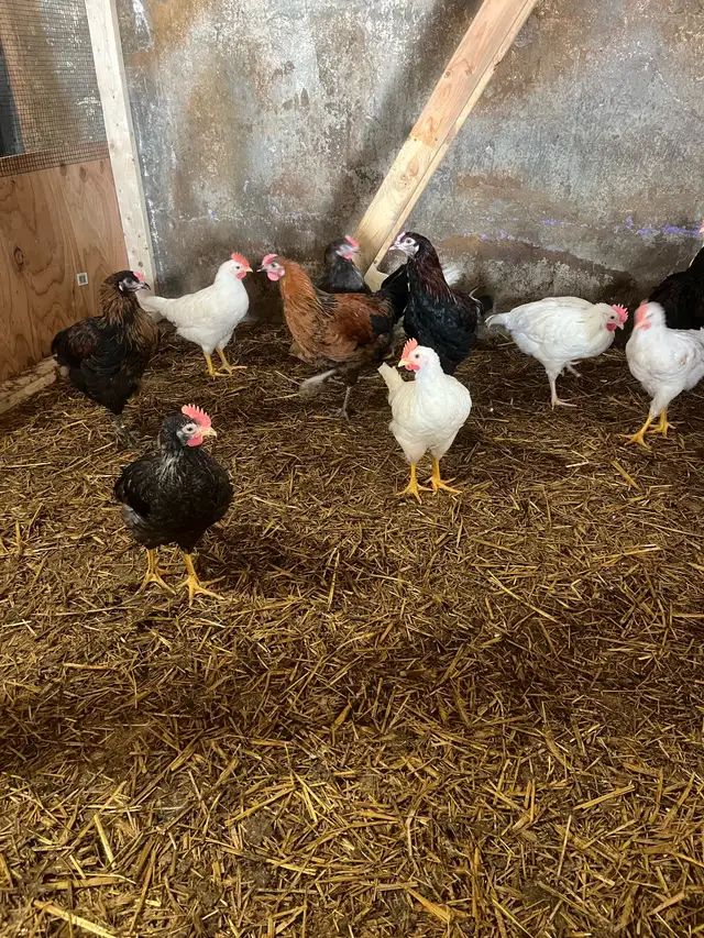 Roosters