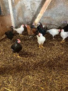 Roosters