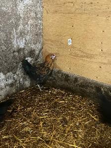 Roosters - Photo 2