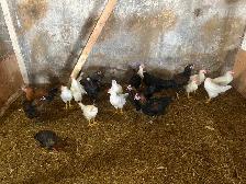 Roosters - Photo 3