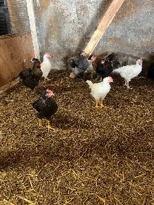 Roosters - Photo 4