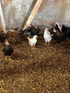 Roosters - Photo 5