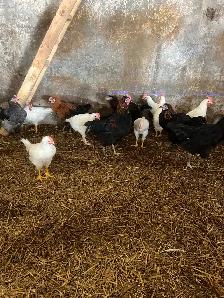 Roosters - Photo 6