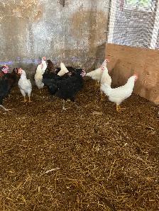 Roosters - Photo 7