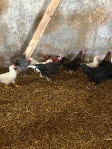 Roosters - Photo 8