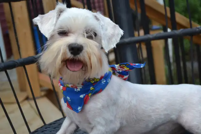 Bichon Maltais