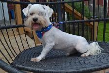 Bichon Maltais - Photo 2