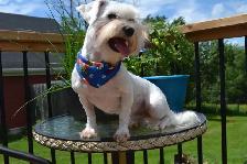 Bichon Maltais - Photo 3