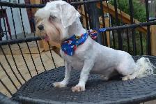 Bichon Maltais - Photo 4