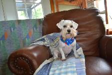Bichon Maltais - Photo 5