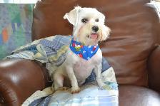 Bichon Maltais - Photo 7