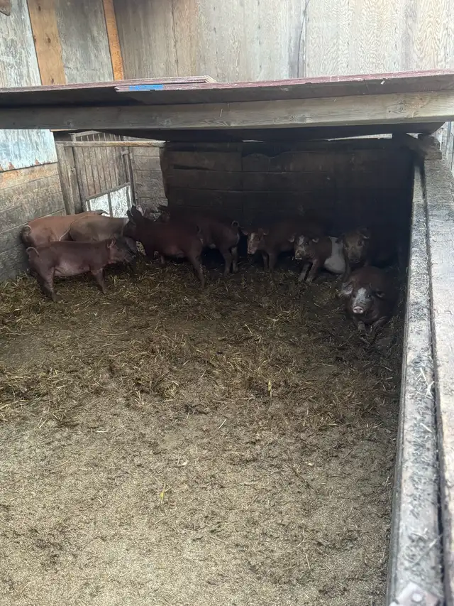 Weanling pigs
