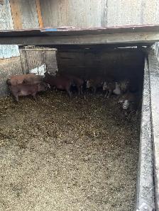 Weanling pigs