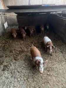 Weanling pigs - Photo 2