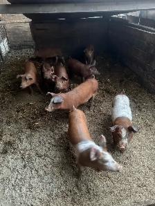 Weanling pigs - Photo 3