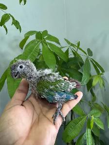 Conure babies for sale, (Green cheek) - Photo 4