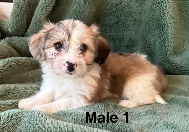 Longhair Chihuahua x Cotton DeTulear