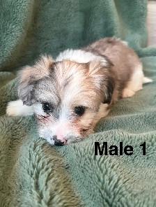 Longhair Chihuahua x Cotton DeTulear - Photo 2