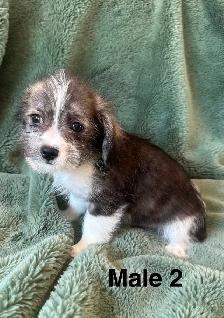 Longhair Chihuahua x Cotton DeTulear - Photo 3