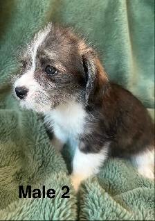 Longhair Chihuahua x Cotton DeTulear - Photo 4