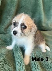 Longhair Chihuahua x Cotton DeTulear - Photo 5