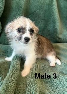 Longhair Chihuahua x Cotton DeTulear - Photo 6