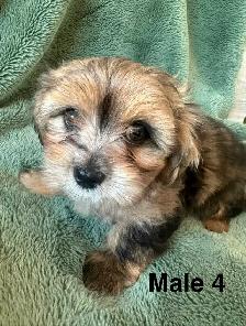 Longhair Chihuahua x Cotton DeTulear - Photo 7