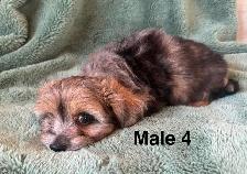 Longhair Chihuahua x Cotton DeTulear - Photo 8
