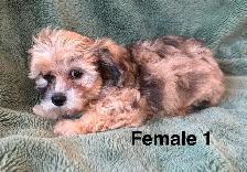 Longhair Chihuahua x Cotton DeTulear - Photo 9