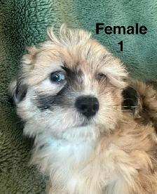 Longhair Chihuahua x Cotton DeTulear - Photo 10