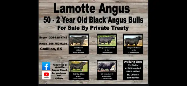 2 Year Old Black Angus Bulls