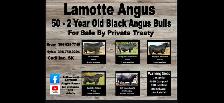 2 Year Old Black Angus Bulls