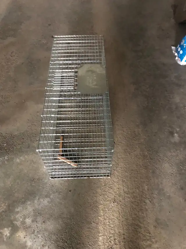 magpie trap