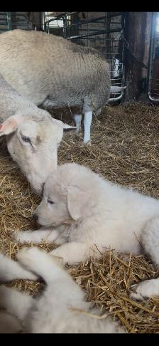 Maremma Livestock Guardian Pups