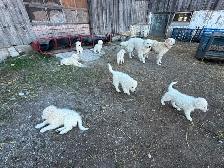Maremma Livestock Guardian Pups - Photo 2