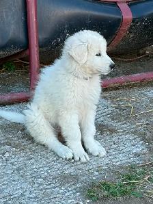 Maremma Livestock Guardian Pups - Photo 3