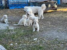 Maremma Livestock Guardian Pups - Photo 4