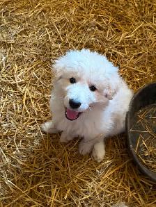 Maremma Livestock Guardian Pups - Photo 5